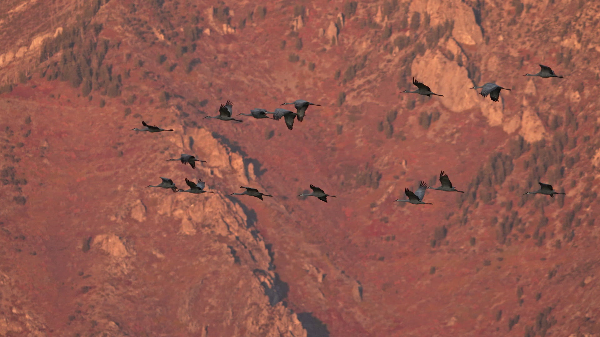 Bandada de aves migratorias volando sobre el agua